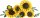 Sonnenblumen