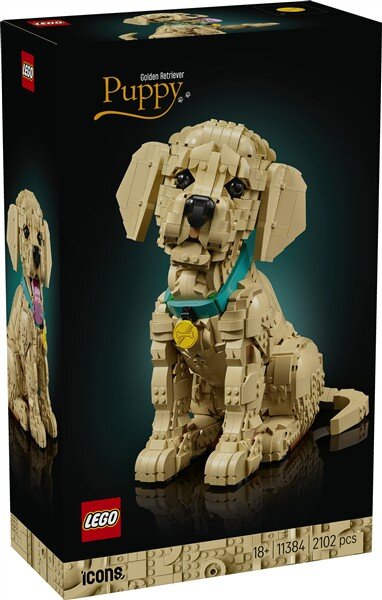 Golden Retriever Welpe