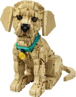 Golden Retriever Welpe