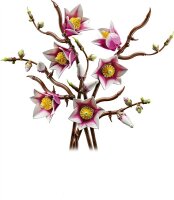 Magnolienzweige